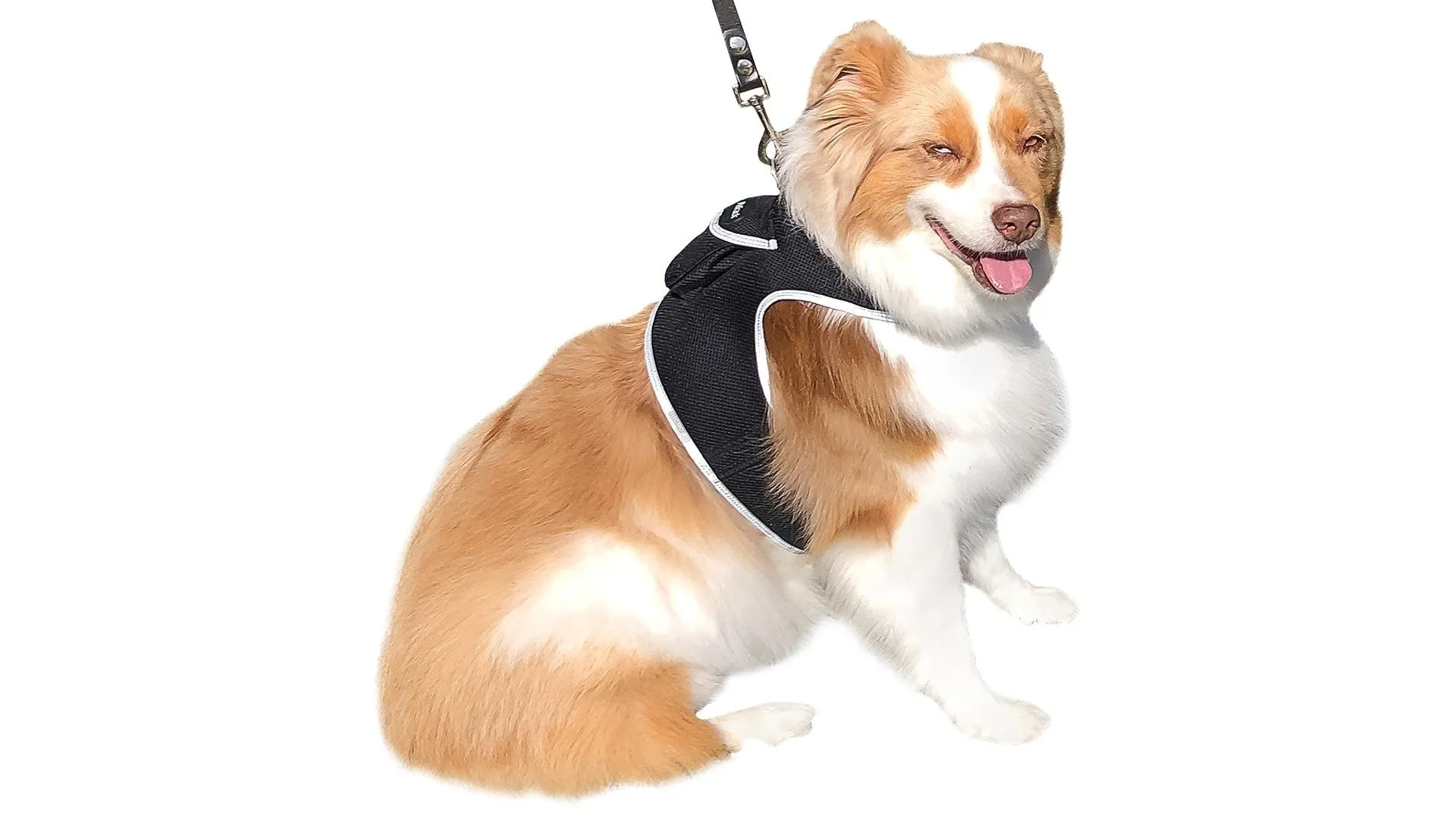 Budget-Friendly Dog GPS Tracker - Pet Surveillance Device (Size: S)