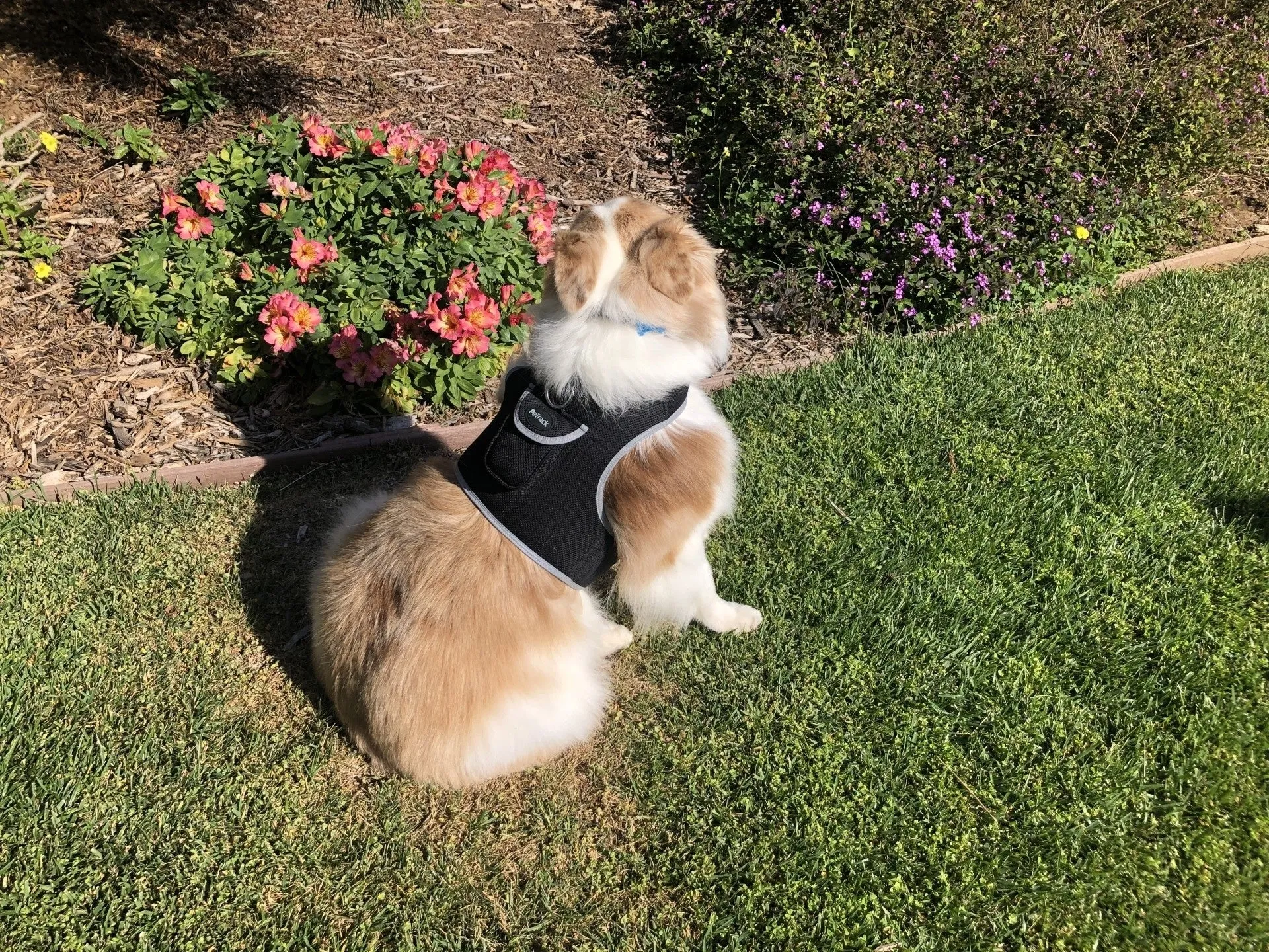 Budget-Friendly Dog GPS Tracker - Pet Surveillance Device (Size: S)
