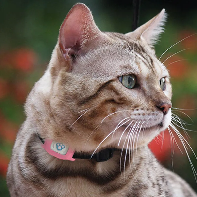 Original Dog GPS Collar For Android & iPhone- Save 50% OFF