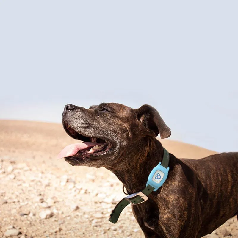 Original Dog GPS Collar For Android & iPhone- Save 50% OFF