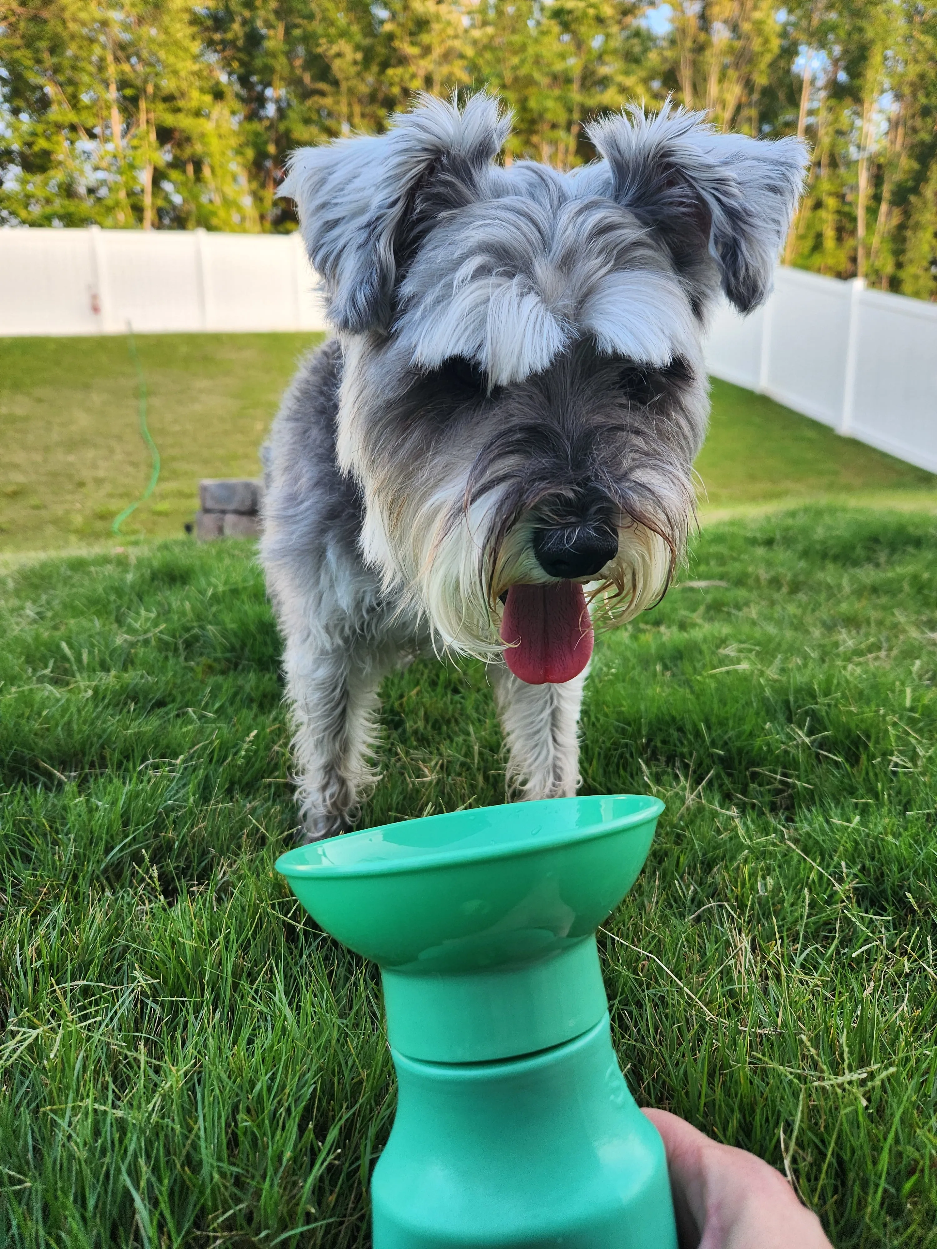 Springer Travel Mini Dog Water Bottle | 15oz | Leakproof | Portable and Lightweight | Convenient on-the-Go Hydration