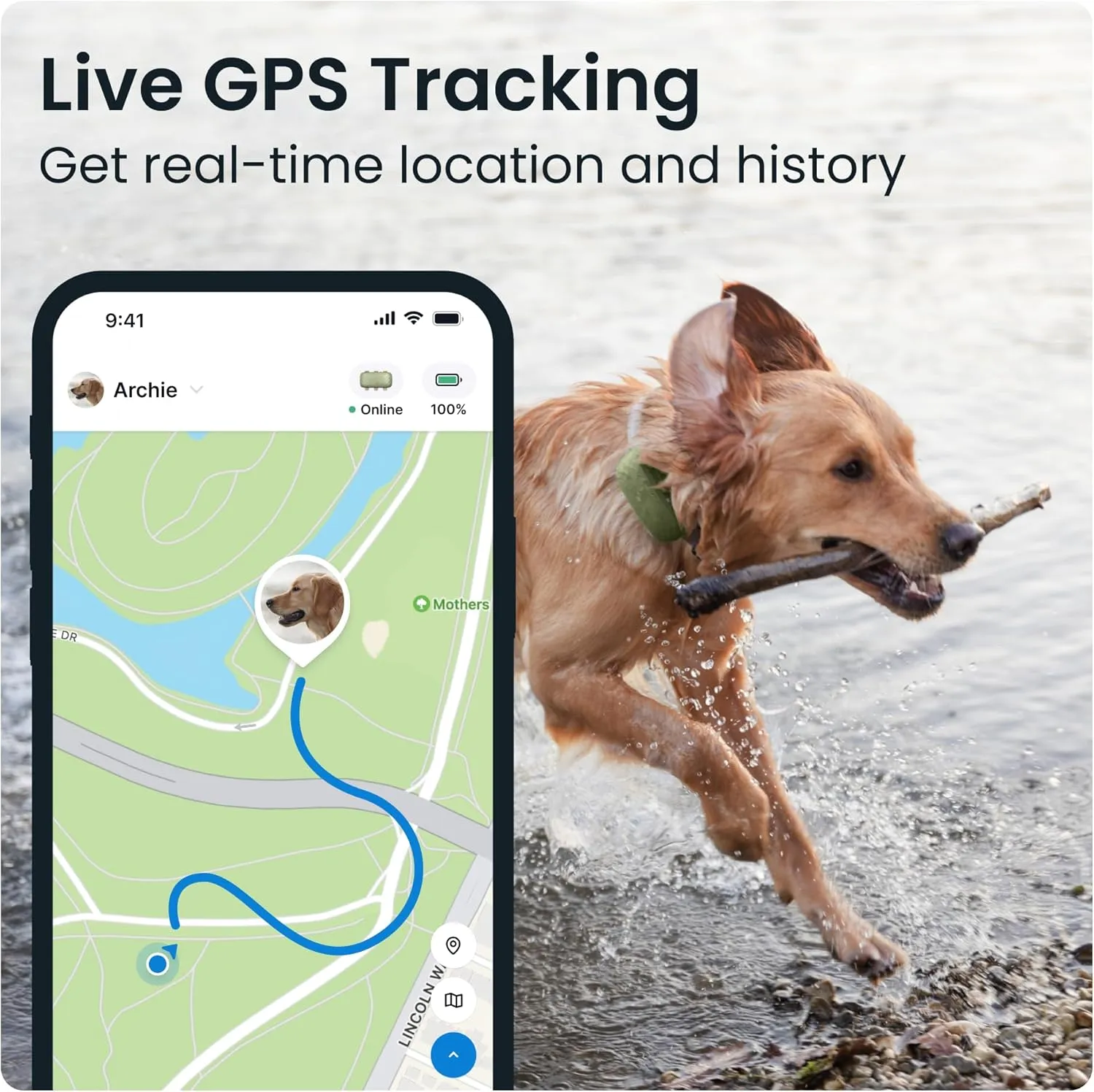 Tractive XL GPS Dog Tracker (50 lbs ) | Real-time Pet Location Tracker | Health & Wellness Alerts | Virtual Fence for Dogs | Dog Collar Attachment (Green)