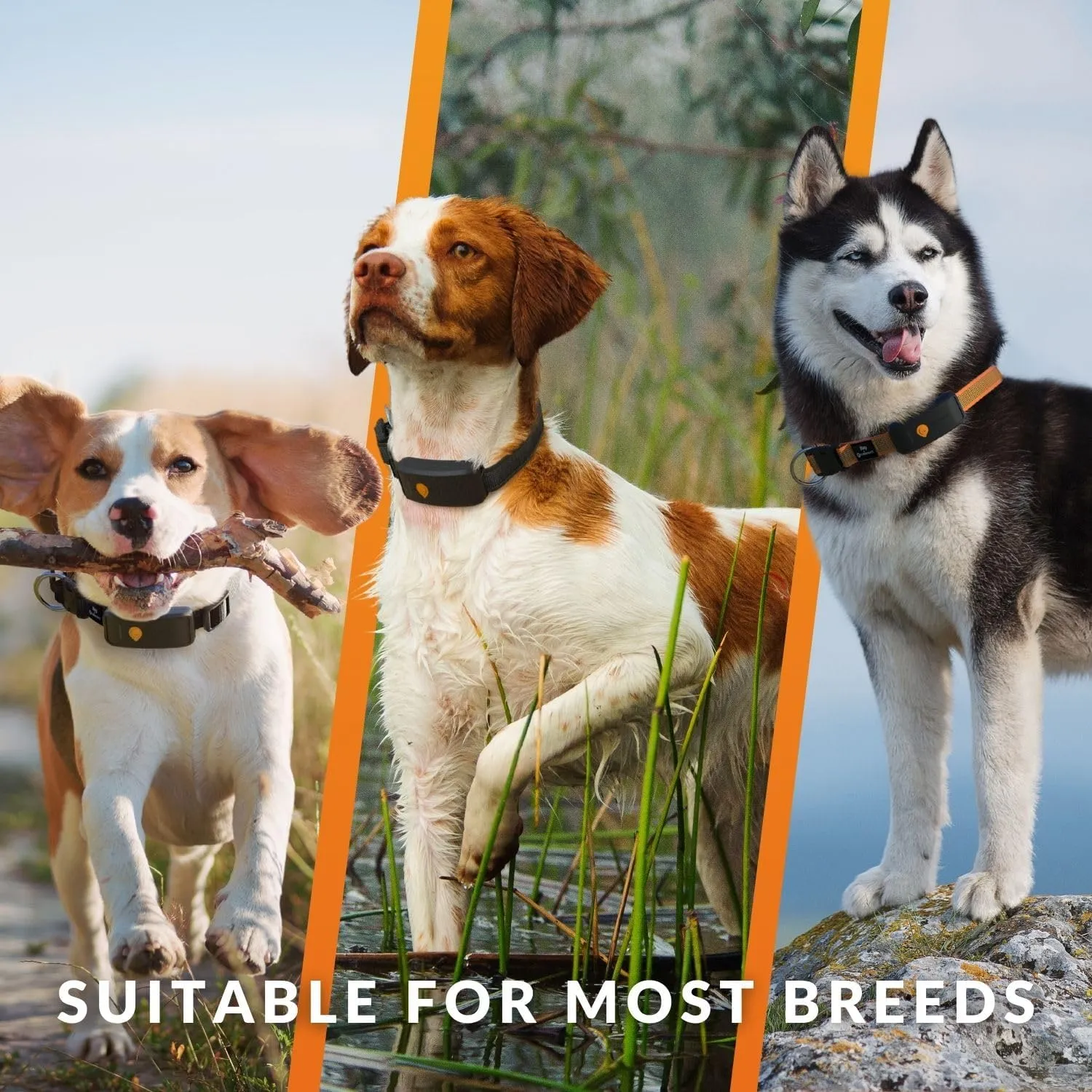 Weenect Dog XT - New GPS Collar for Dogs | XL Antenna | Waterproof | Ultra-Durable Integrated Julius-K9 Collar | Subscription Required